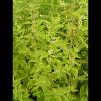 Lycope d'Europe, Lycopus europaeus (fam Lamiacees) (Europe occ., Asie) (2)